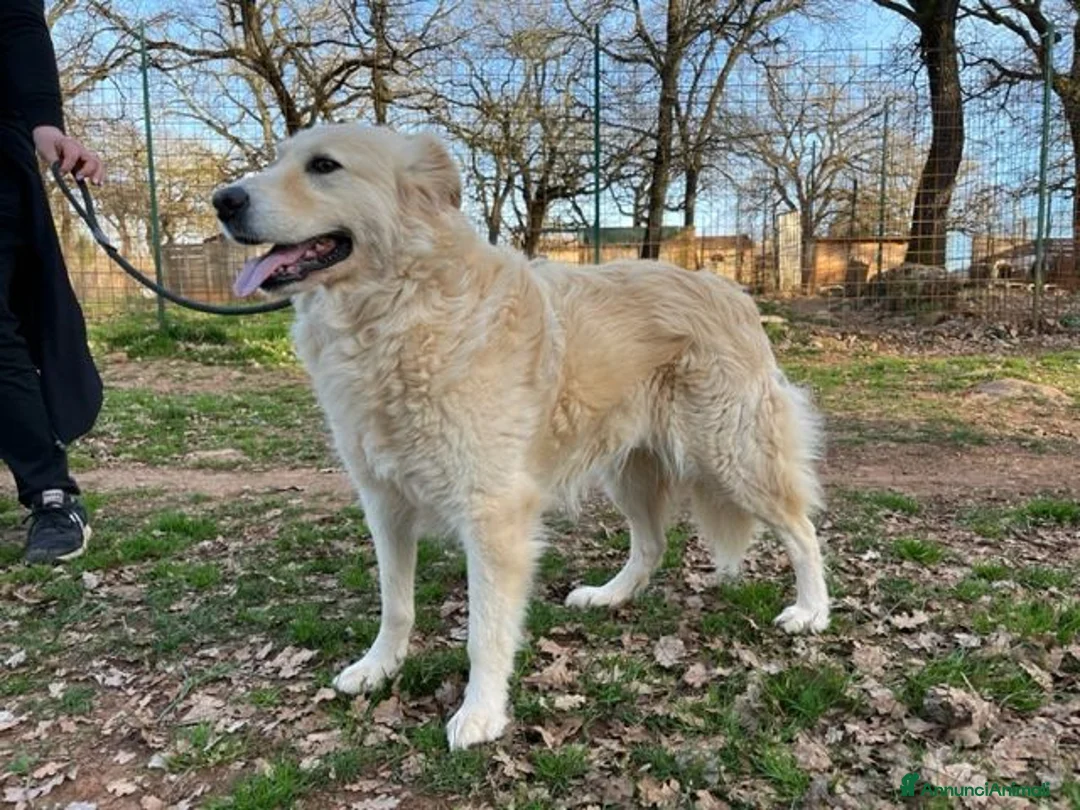 Meticcio cani in regalo: VANIGLIA bella timidina - Annuncio 1