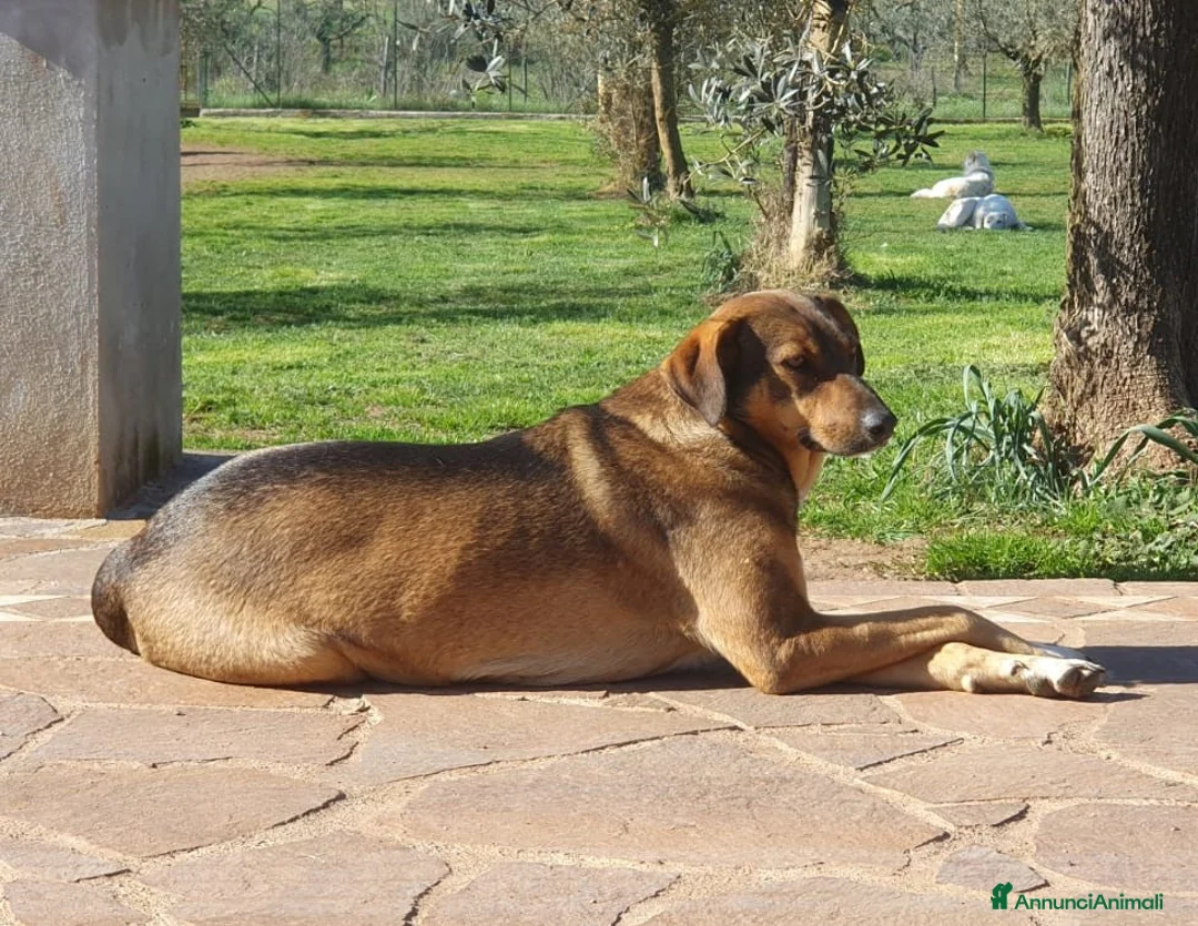 Meticcio cani in regalo: MINA,una vita difficile da raccontare a Pomezia - Annuncio 8