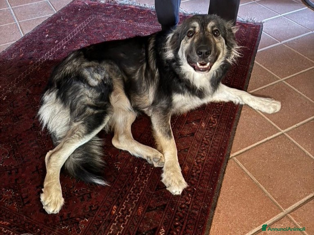 Meticcio cani in regalo: Cora: giovane pastora taglia grande  - Annuncio 1