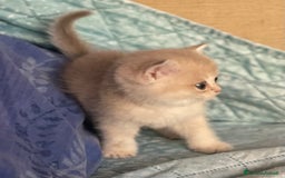 Scottish gatti in vendita: Scottish Straight - Annuncio 3