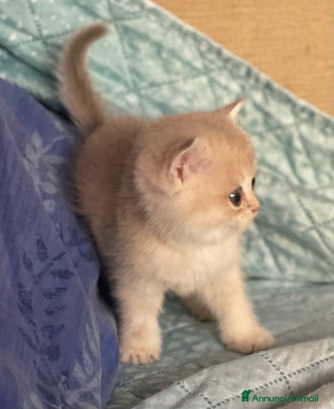 Scottish gatti in vendita: Scottish Straight - Annuncio 3