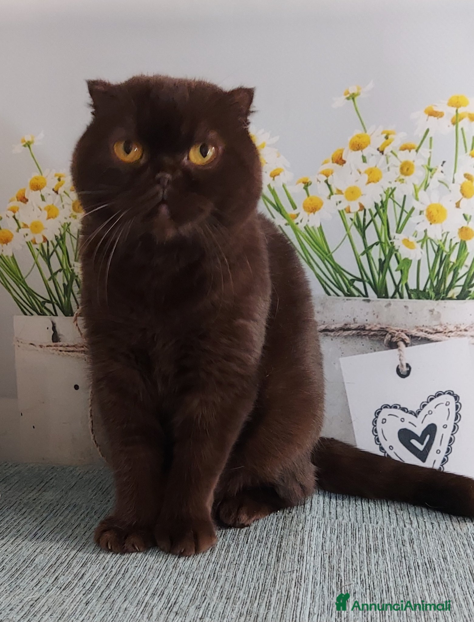 Scottish gatti Scottish fold in regalo  - Annuncio 2