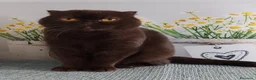 Scottish gatti in regalo: Scottish fold in regalo  - Annuncio 1