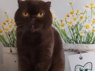Scottish gatti Scottish fold in regalo - Annuncio 2