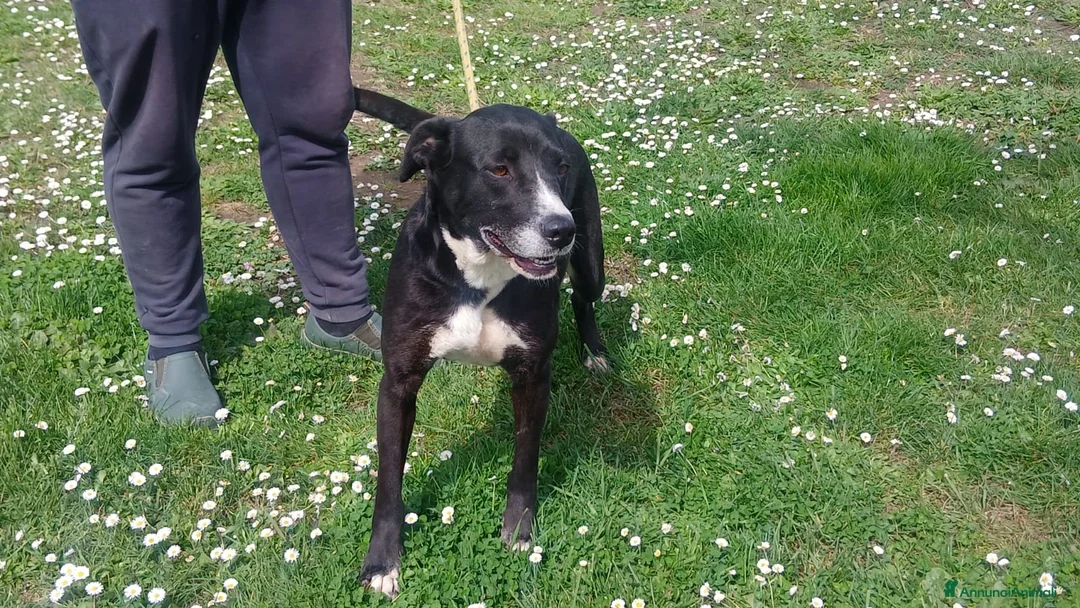 Meticcio cani in regalo: LAIKA VISSUTA IN UN POLLAIO CERCA LA SUA MAMMA - Annuncio 4