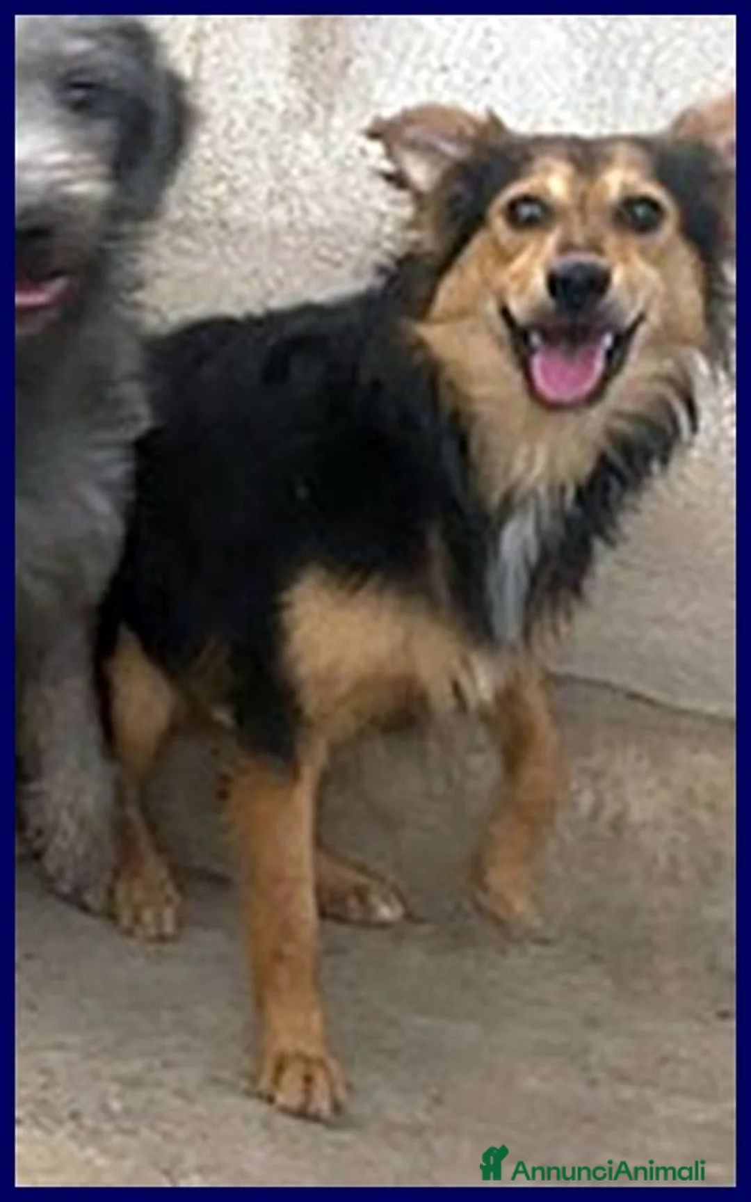 Meticcio cani in regalo: DANUBIO timido lupacchiotto - Annuncio 1