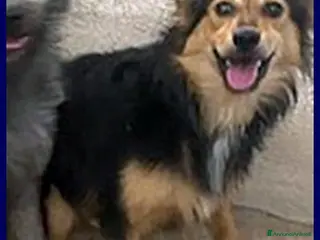 Meticcio cani DANUBIO timido lupacchiotto - Annuncio 25