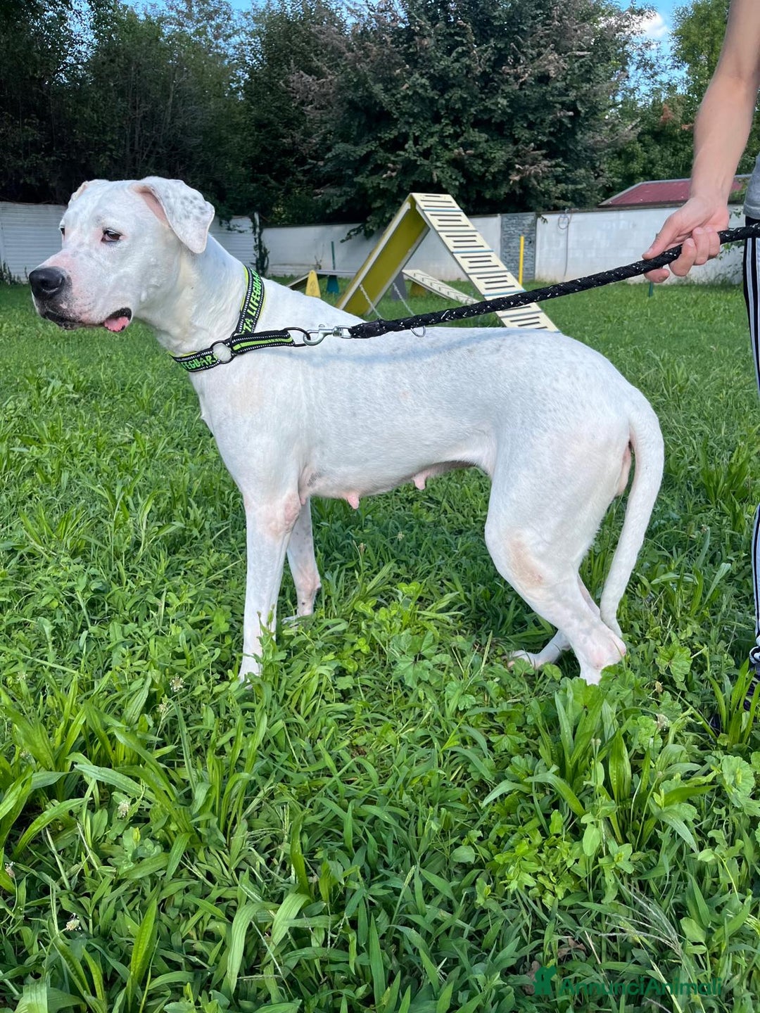 Affenpinscher cani in regalo: LOLA DOGO ARGENTINO - Annuncio 9