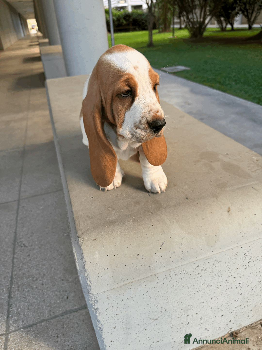 Bassethound cani in vendita: Cuccioli di Bassethound - Annuncio 3