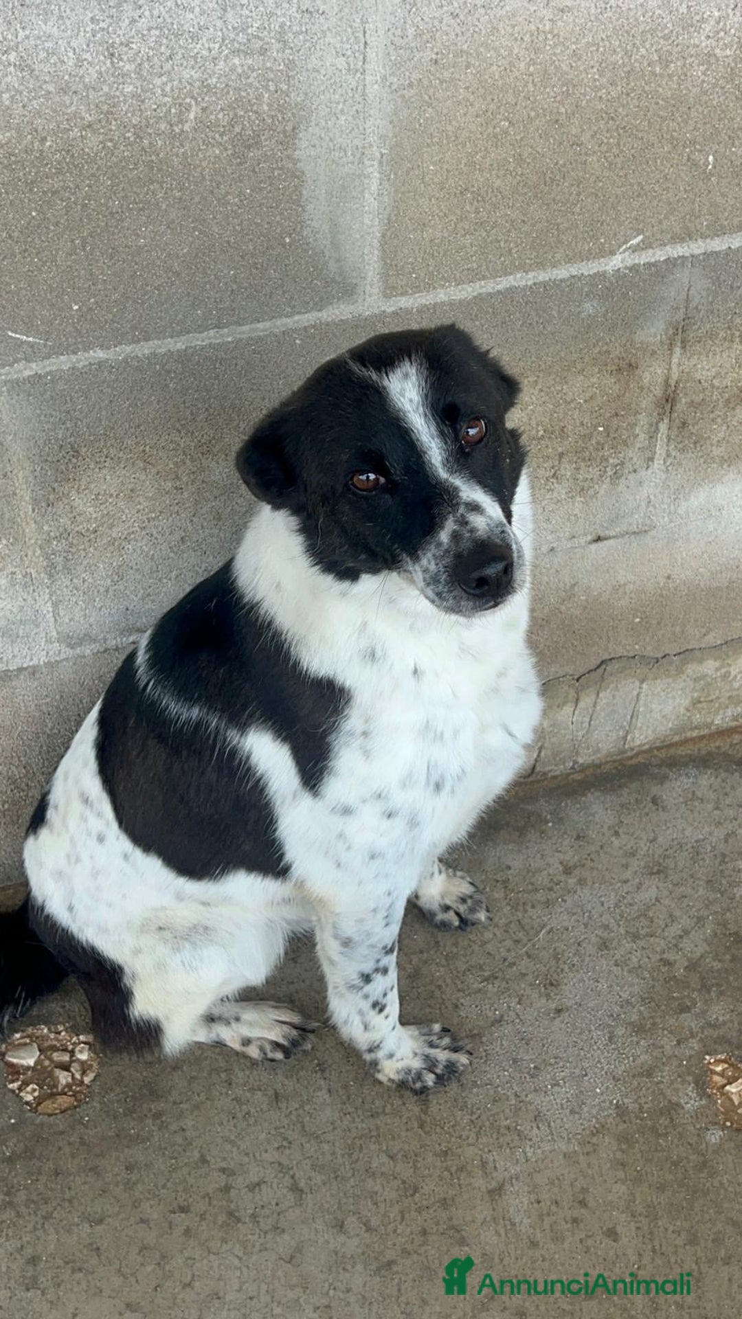Meticcio cani in regalo: Ughetto sta aspettando te.. - Annuncio 2