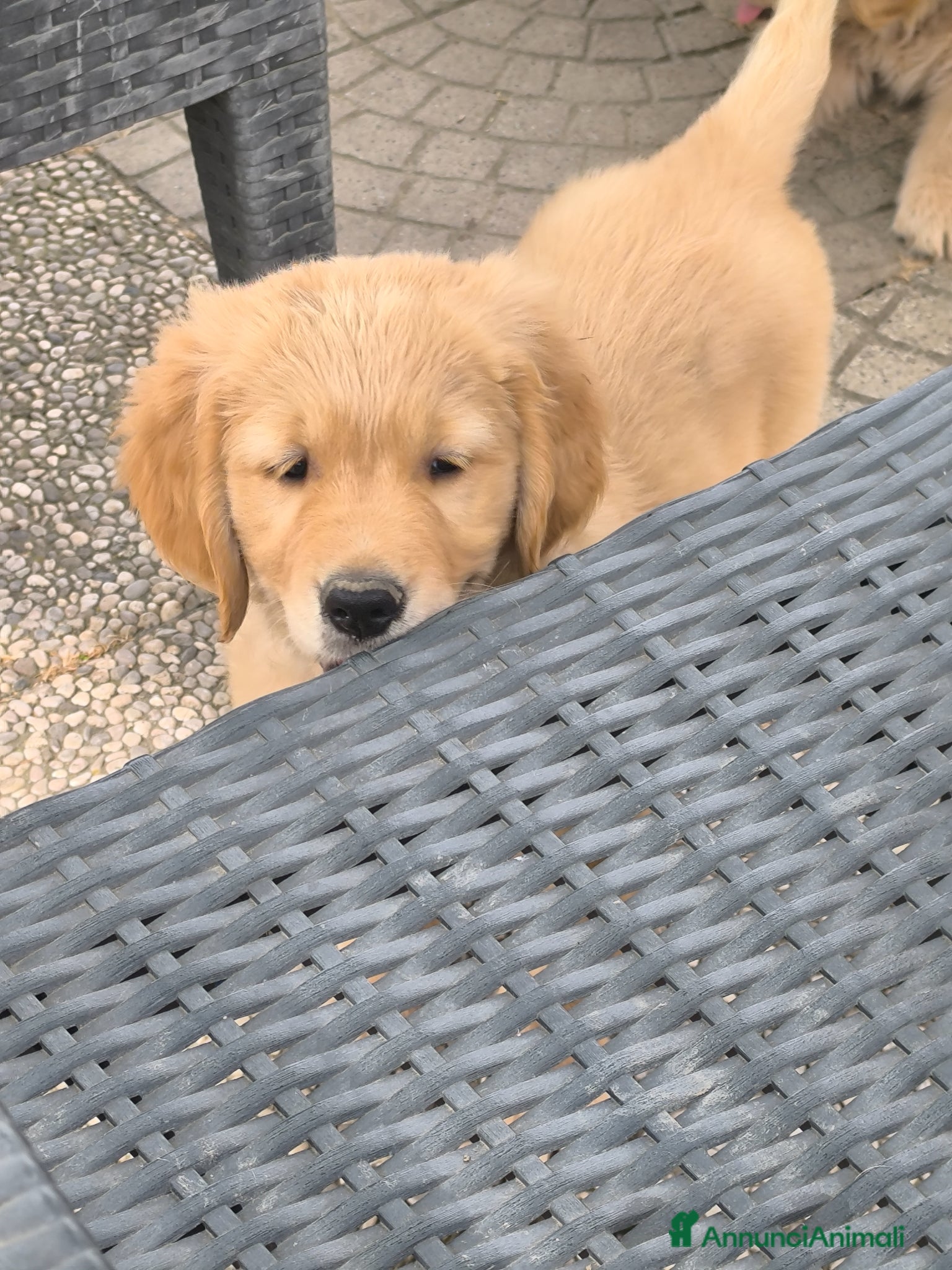 Golden Retriever cani Cucciolo maschio Golden retriever pedigree  - Annuncio 1