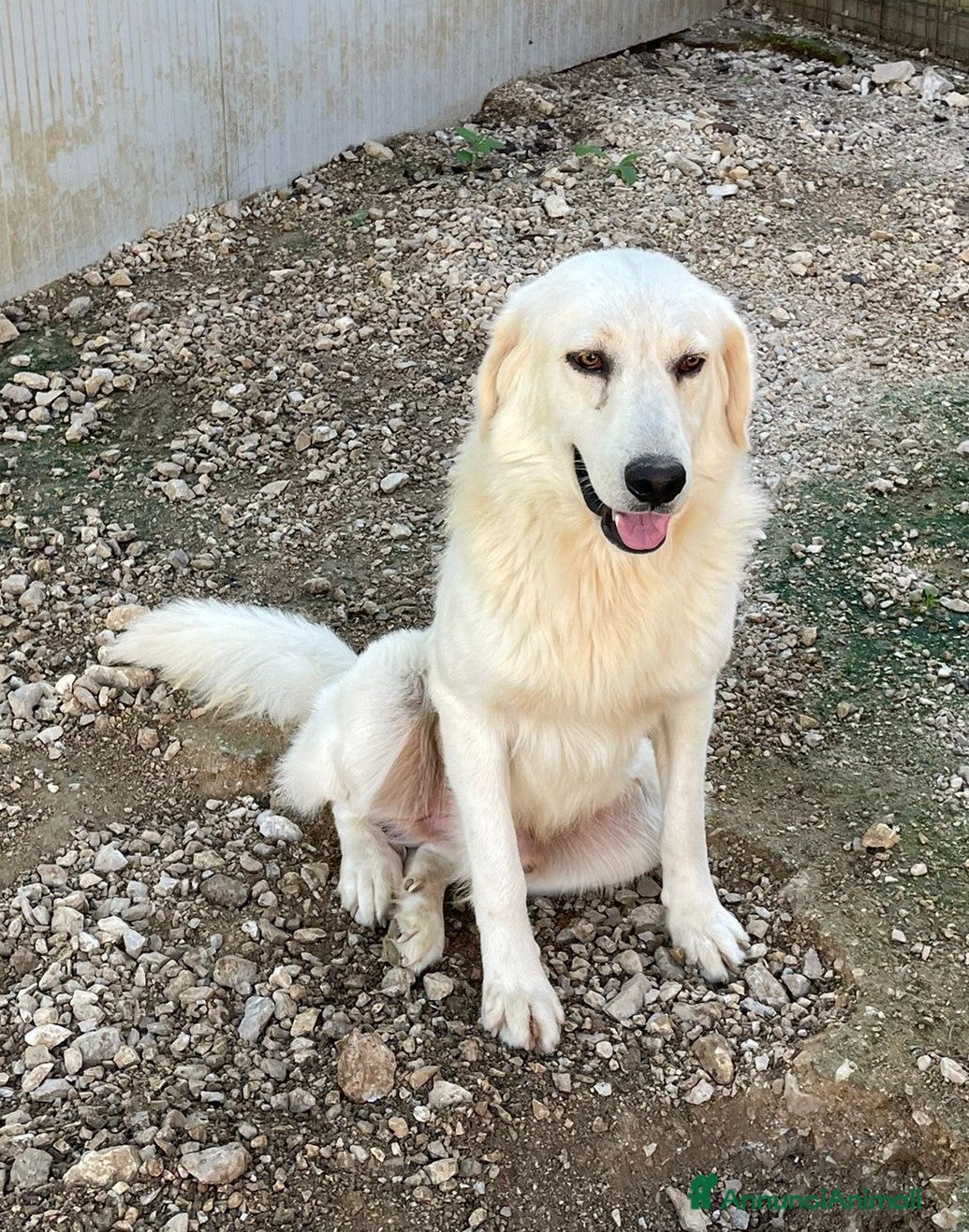 Meticcio cani LUCKY TENERO PATATONE - Annuncio 2