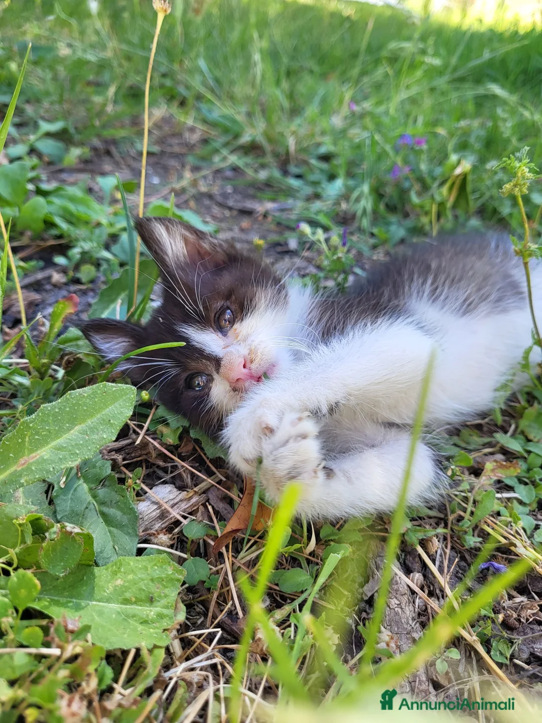 Meticcio gatti in regalo: Gattina femmina in regalo - Annuncio 2