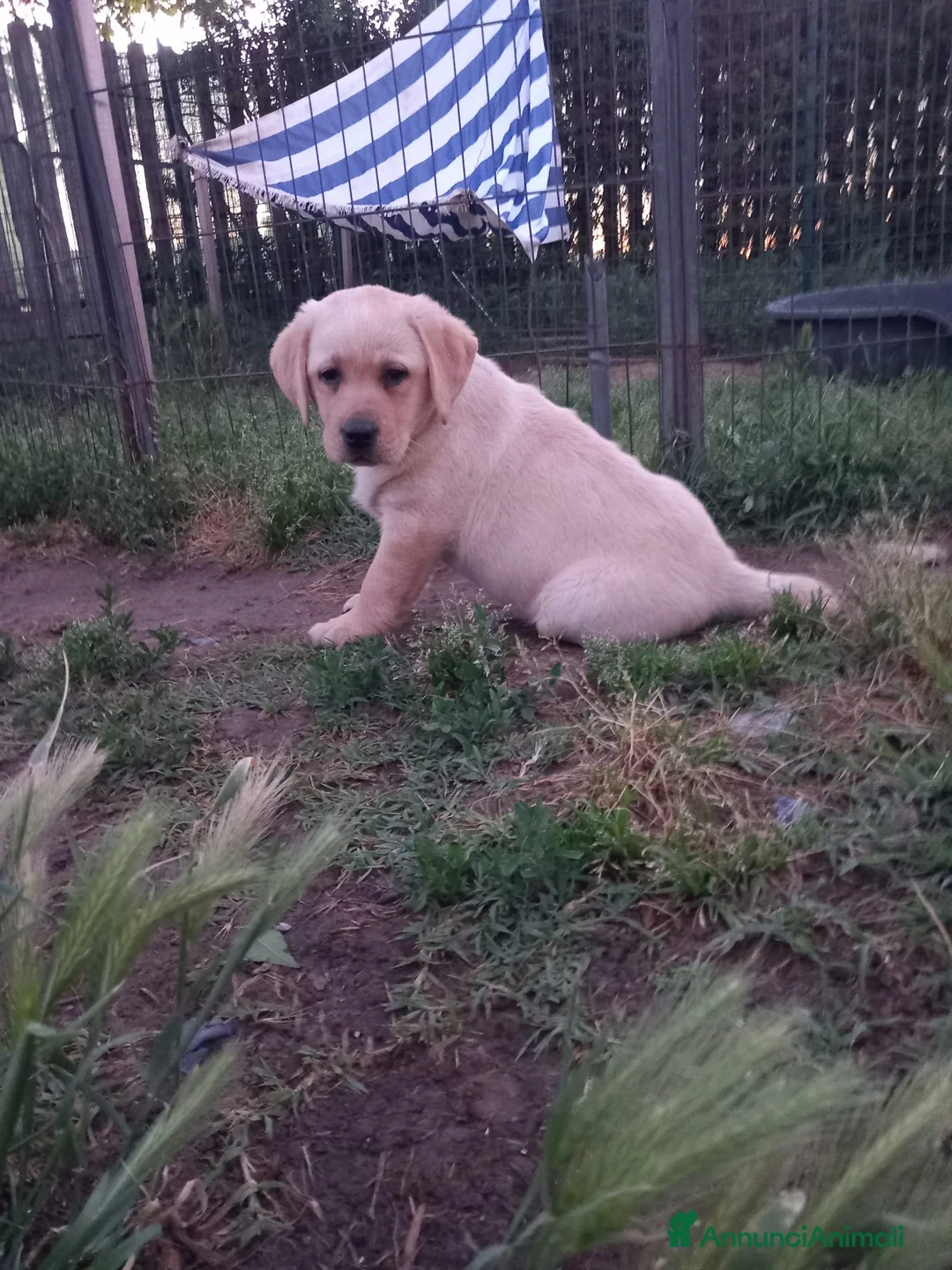 Labrador cani in vendita: Labrador  - Annuncio 1