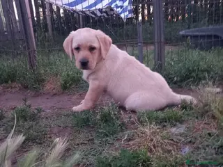 Labrador cani Labrador - Annuncio 12