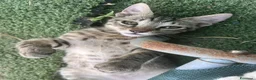 Europeo gatti in regalo: Gattino tigrato tre mesi a Città metropolitana di Roma Capitale - Annuncio 3