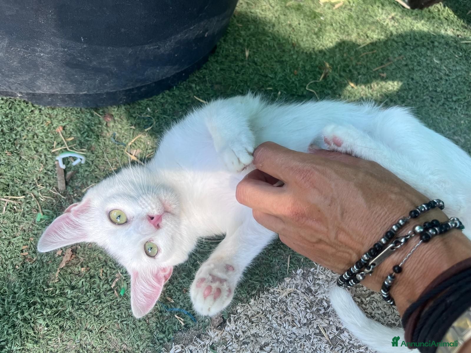 Europeo gatti Gattina bianca 3 mesi - Annuncio 4