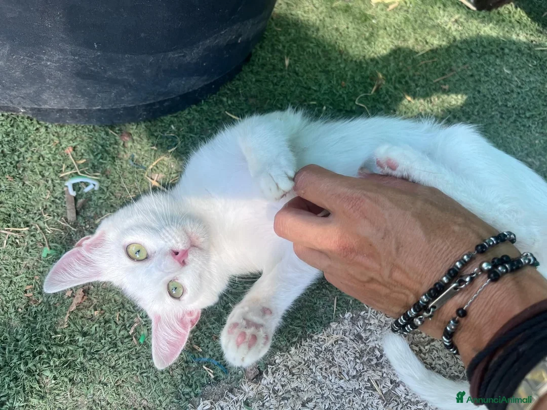 Europeo gatti in regalo: Gattina bianca 3 mesi - Annuncio 1