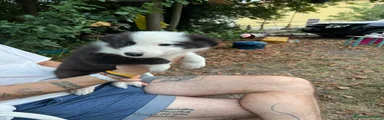 Australian Shepherd 4