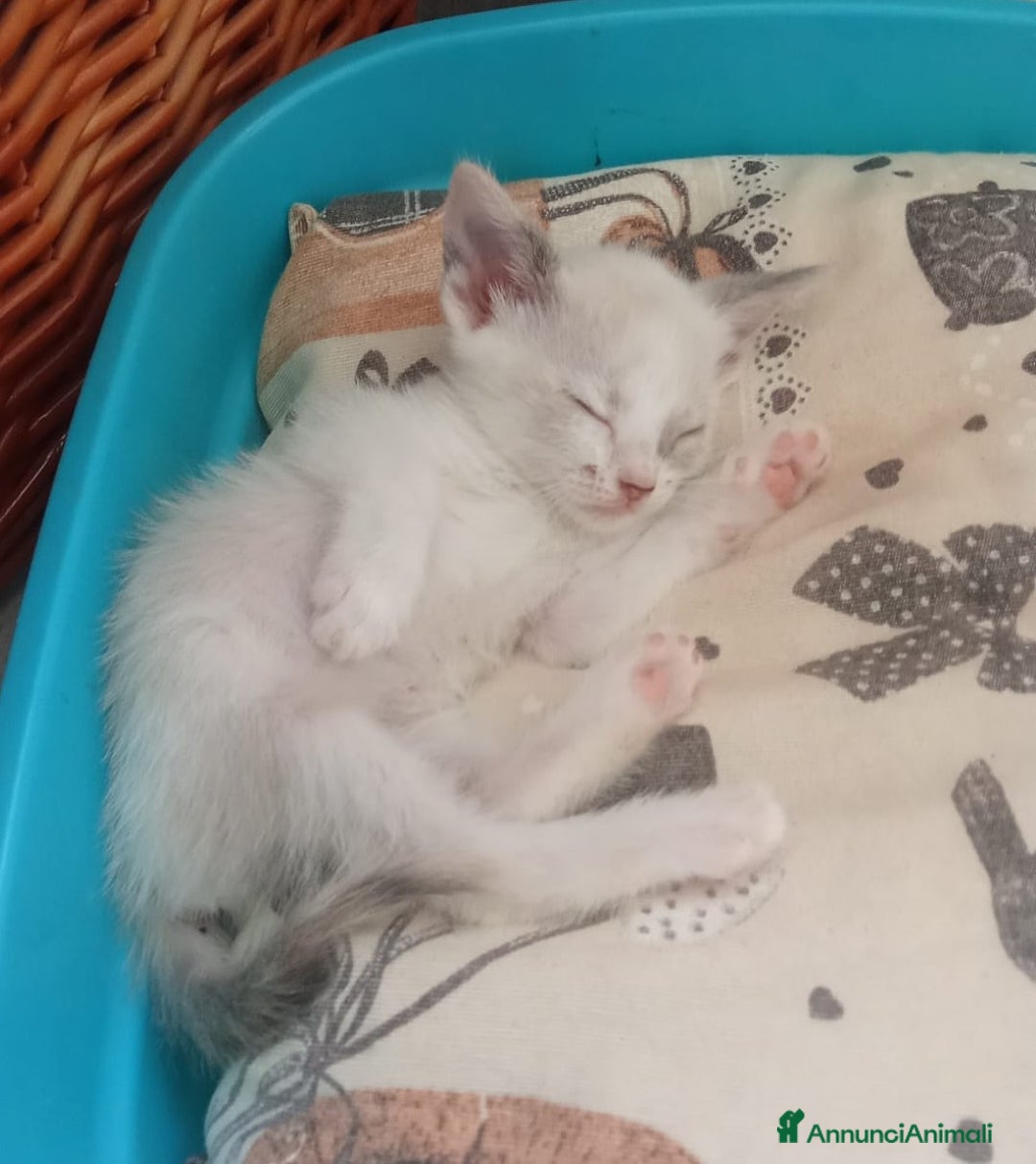 Altre razze gatti in regalo: PIOGGIA E TEMPESTA a Città metropolitana di Roma Capitale - Annuncio 1