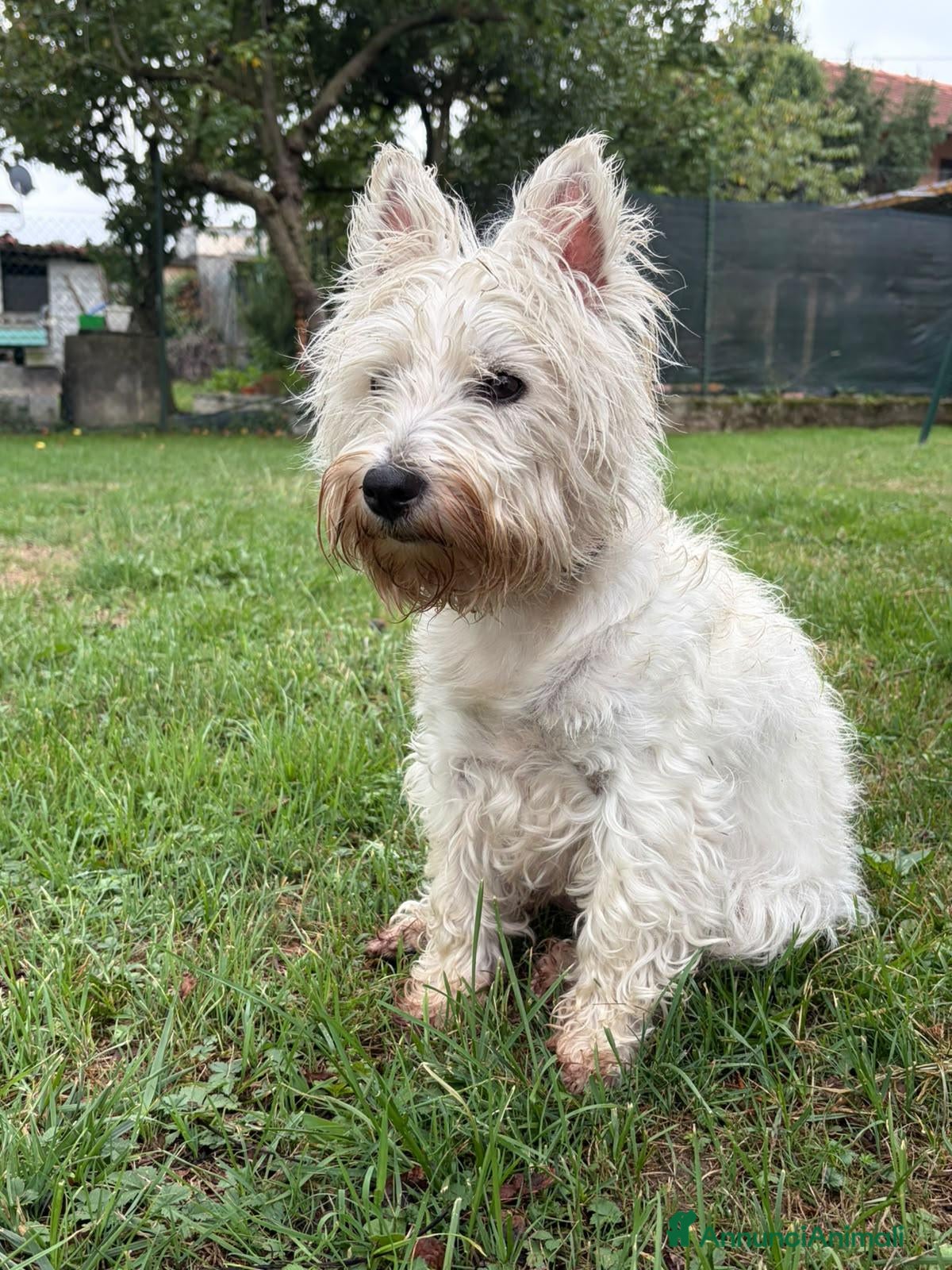 West Highland cani Perla cerca compagno per accoppiamento - Annuncio 1
