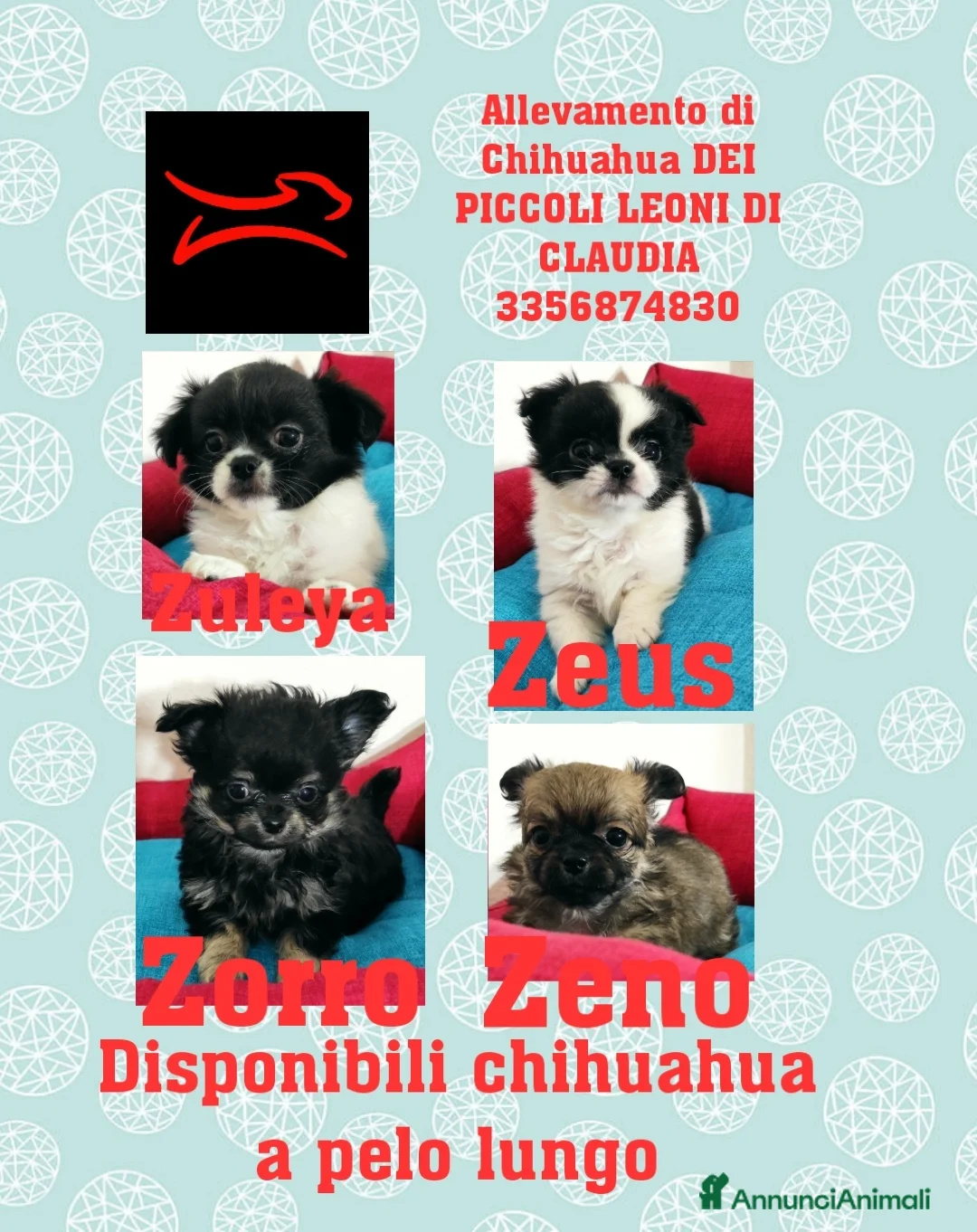 Chihuahua cani in vendita: cuccioli di chihuahua a pelo lungo - Annuncio 1