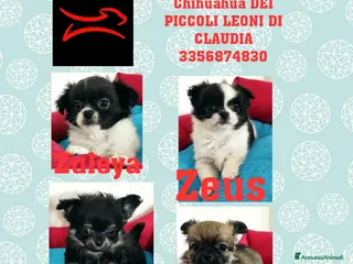 Chihuahua cani cuccioli di chihuahua a pelo lungo - Annuncio 1