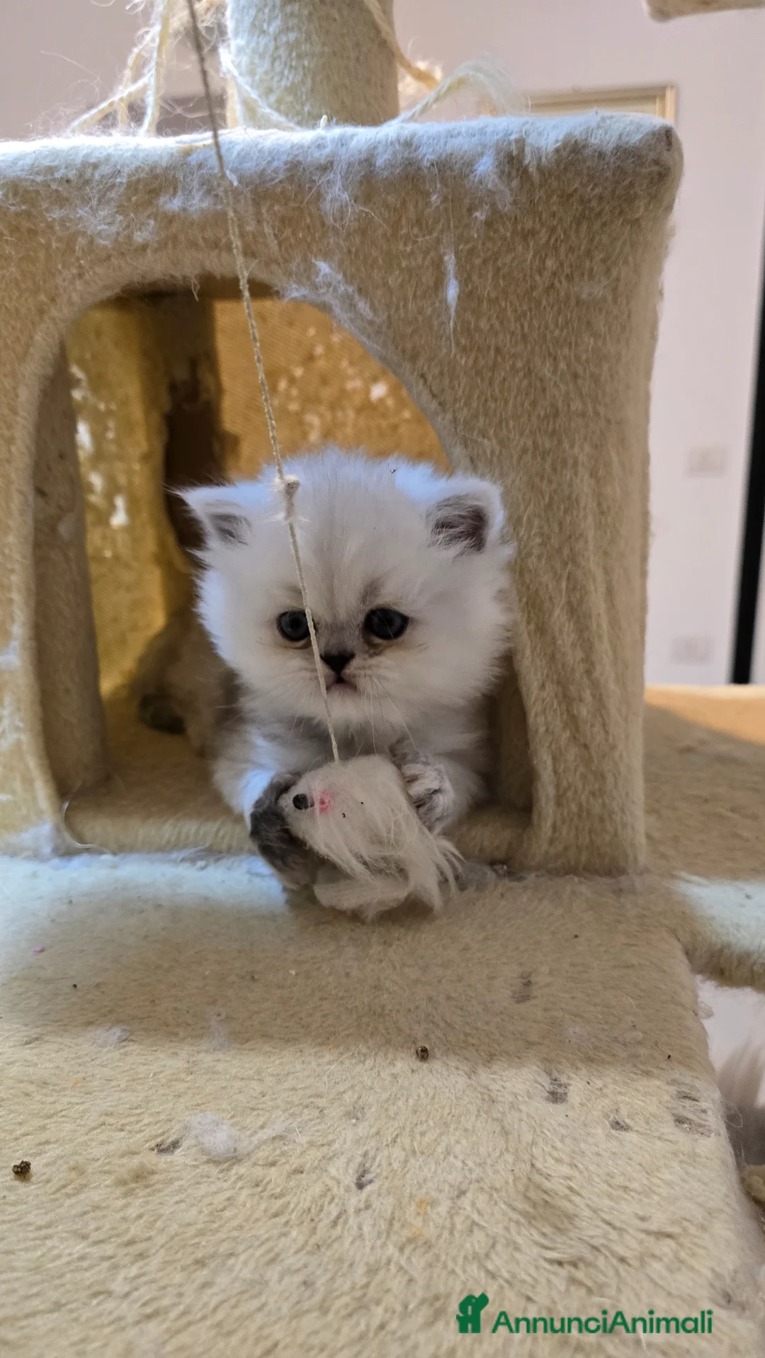 Persiano gatti in vendita: Vendo cuccioli di Persiano Chinchilla Silver  - Annuncio 2