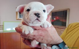 Bulldog Francese cani in vendita: Cucciolo Bulldog Francese da Allevamento Italiano  - Immagine 7