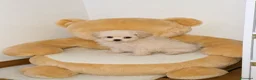 Spitz cani in vendita: Cocca Pomapoo - Annuncio 2