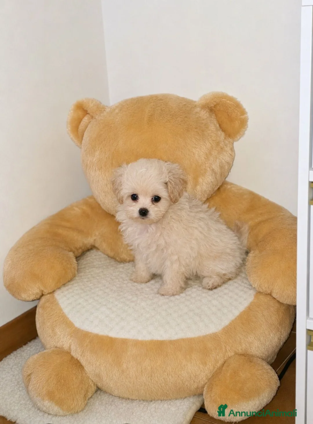 Spitz cani in vendita: Cocca Pomapoo - Annuncio 2