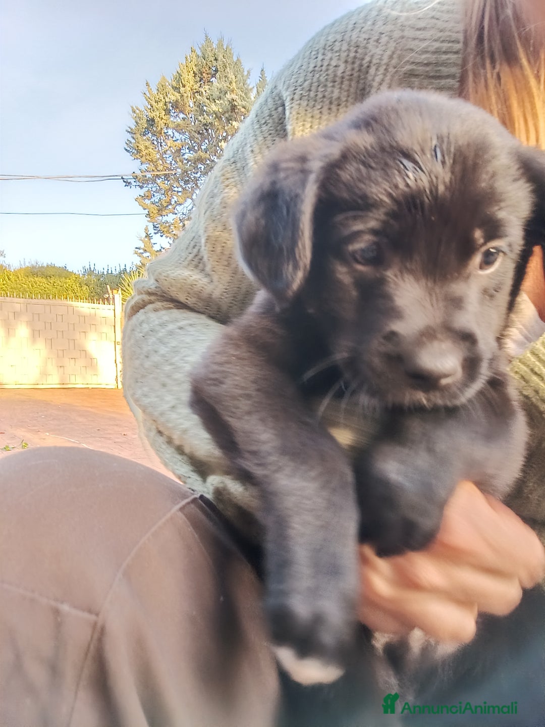 Meticcio cani in vendita: Cuccioli di Borador (Border Collie labrador) - Annuncio 5