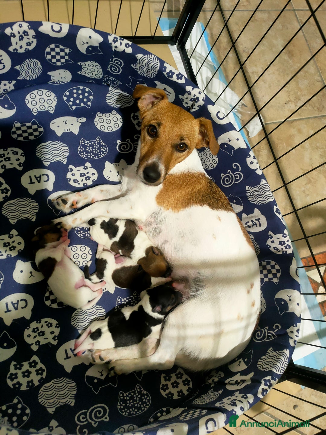 Jack Russell cani in vendita: Cucciolo jack Russell  - Annuncio 2