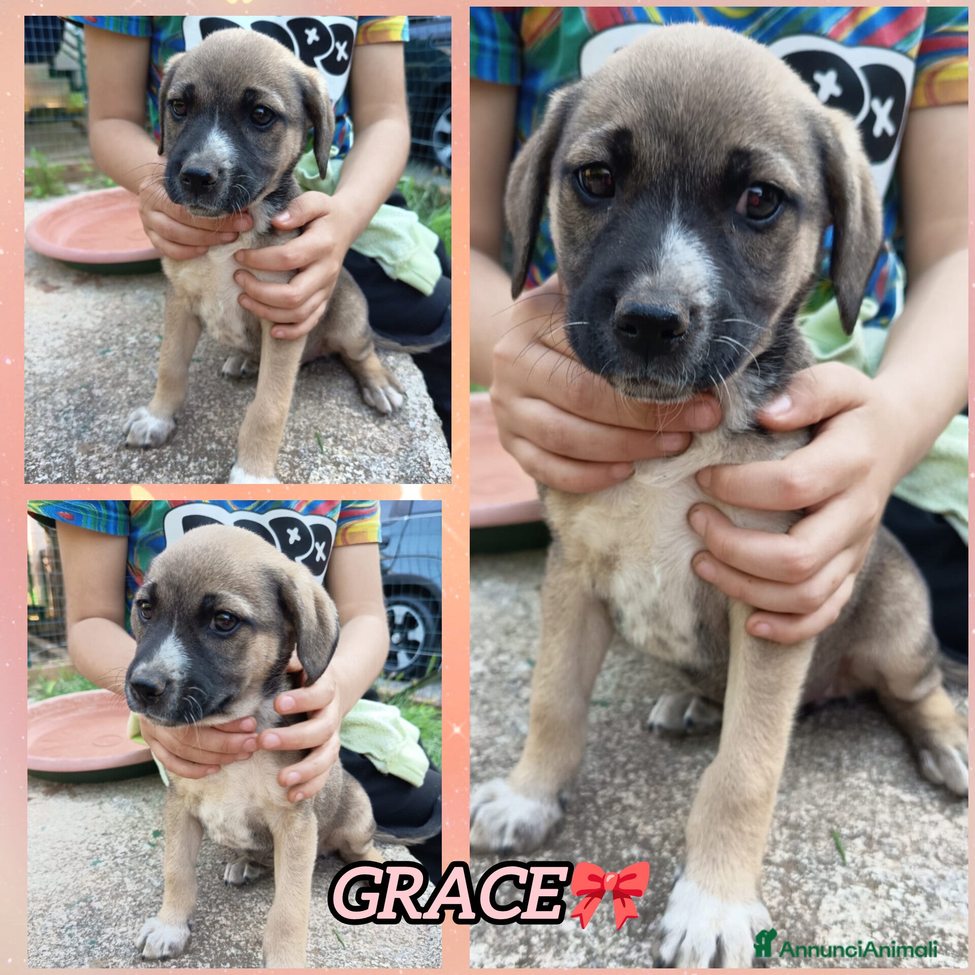 Meticcio cani in regalo: UNA MAMMA PER GRACE - Annuncio 2