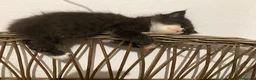 Meticcio gatti in regalo: GATTINI  a Provincia di Lodi - Annuncio 3