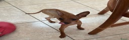 Pinscher Miniatura cani in vendita: Pinscher taglia toy - Annuncio 4