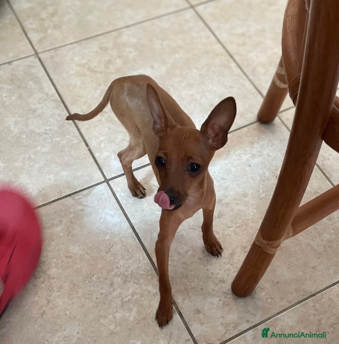 Pinscher Miniatura cani in vendita: Pinscher taglia toy - Annuncio 4