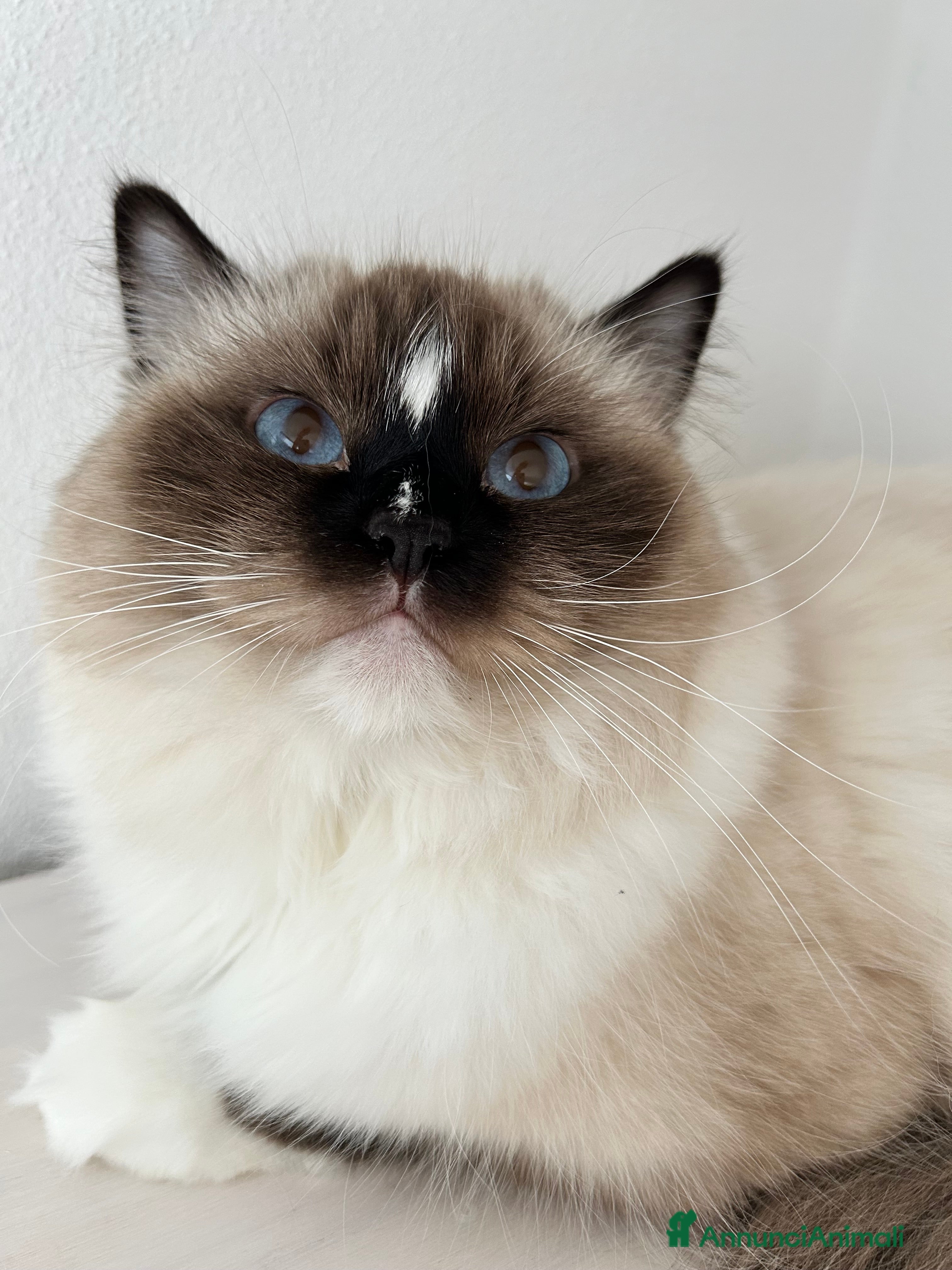 Ragdoll gatti Ragdoll femmina adulta con Pedigree  - Annuncio 2