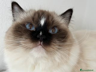 Ragdoll gatti Ragdoll femmina adulta con Pedigree - Annuncio 2