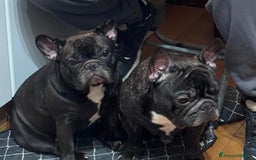 Bulldog Francese cani in vendita: Cuccioli bulldog francese a Provincia di Varese - Immagine 6