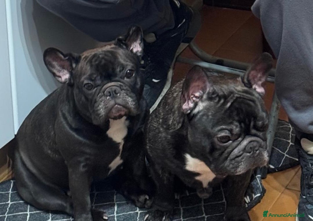 Bulldog Francese cani in vendita: Cuccioli bulldog francese a Provincia di Varese - Immagine 6