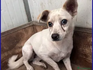 Meticcio cani GIOIA piccoletta molto timida - Annuncio 2