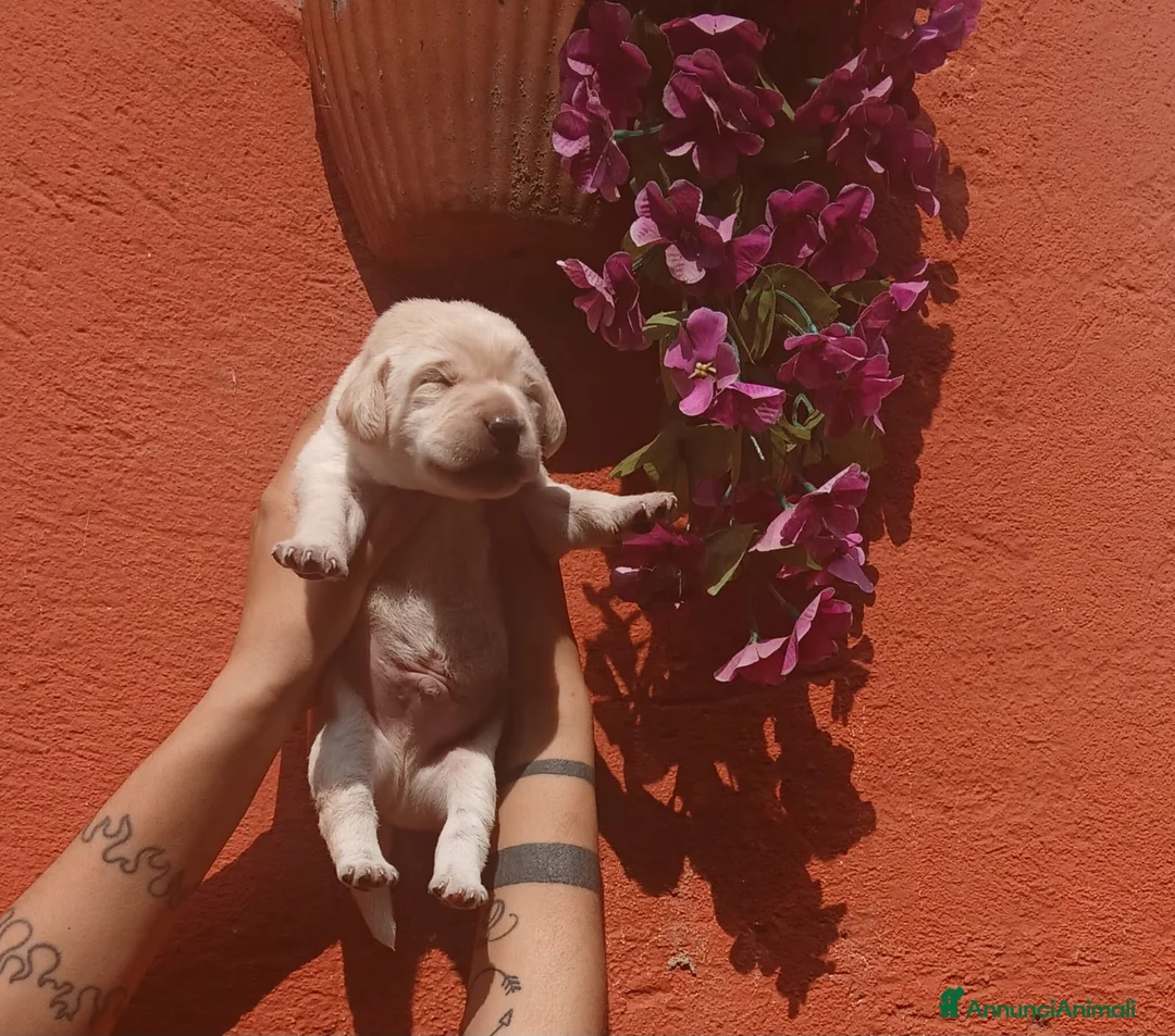 Labrador cani in vendita: Cuccioli di labrador  - Annuncio 1