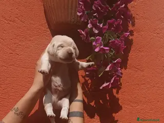 Labrador cani Cuccioli di labrador - Annuncio 1