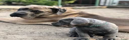 Cane Corso cani in vendita: Cuccioli di Cane Corso a Città Metropolitana di Napoli - Annuncio 2