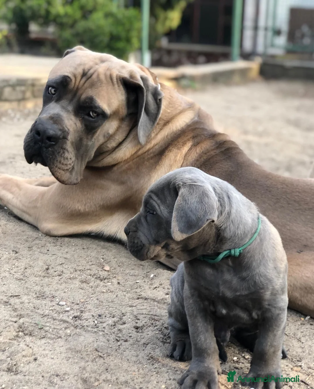 Cane Corso cani in vendita: Cuccioli di Cane Corso a Città Metropolitana di Napoli - Annuncio 2