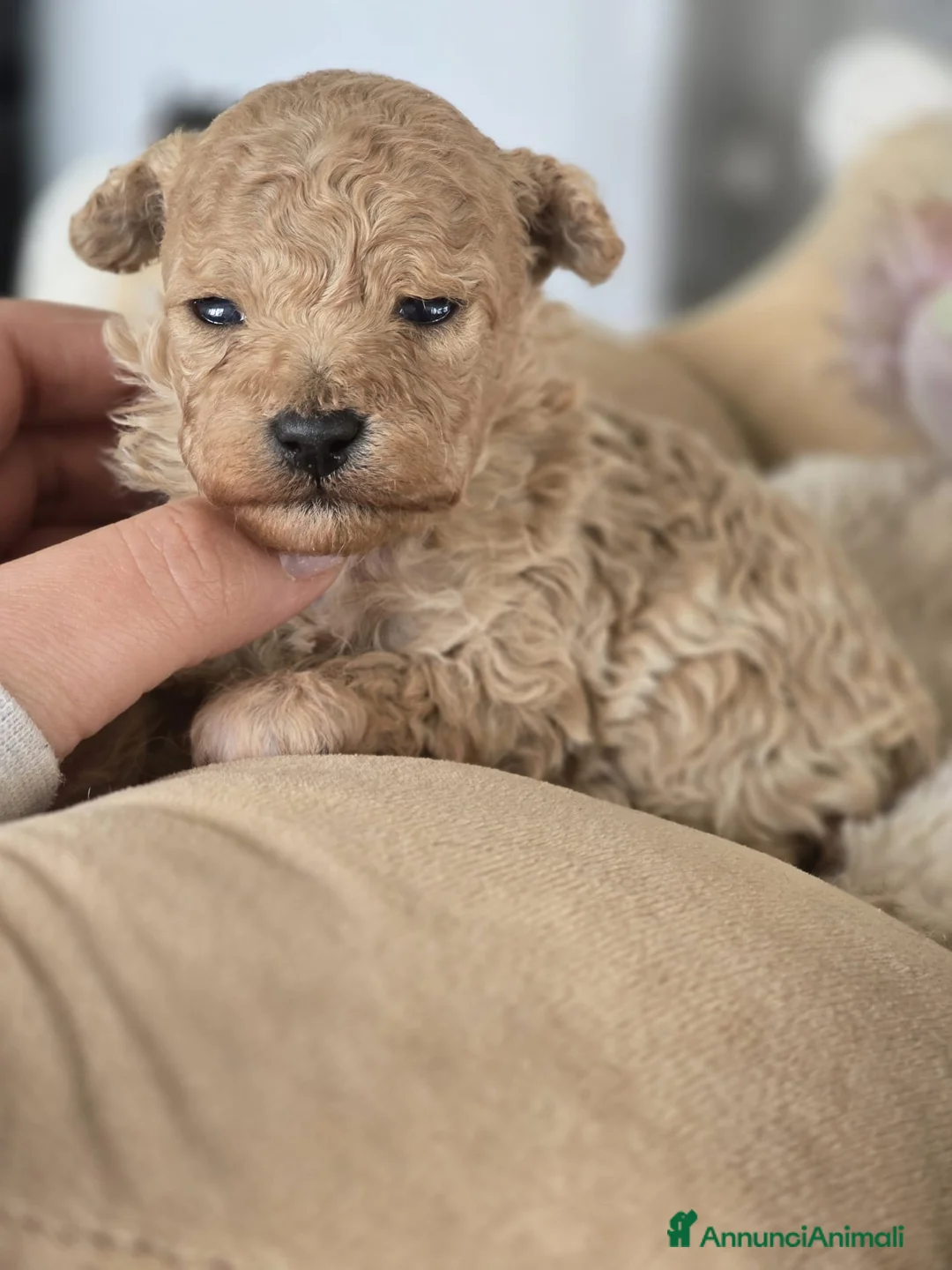 Barboncino Toy cani in vendita: Cuccioli barboncini toy - Annuncio 1