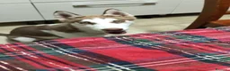 Husky cani in vendita: Husky siberian cooper - Annuncio 2