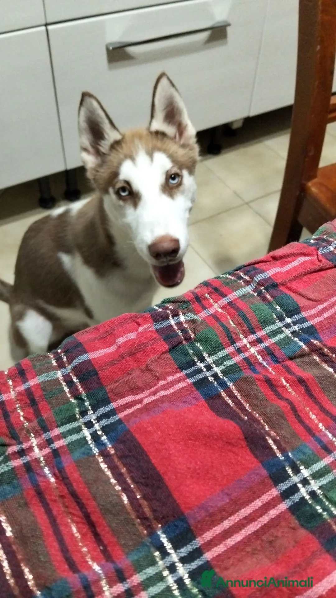 Husky cani in vendita: Husky siberian cooper - Annuncio 2