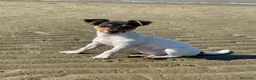 Jack Russell cani in vendita: Gek Russel  toy  zampa corta  - Annuncio 7